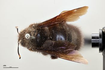 Media type: image;   Entomology 810634 Aspect: habitus dorsal view